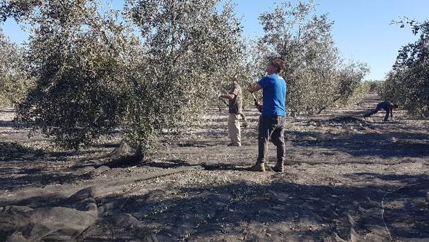 La amenaza de nuevos aranceles marca el arranque del verdeo