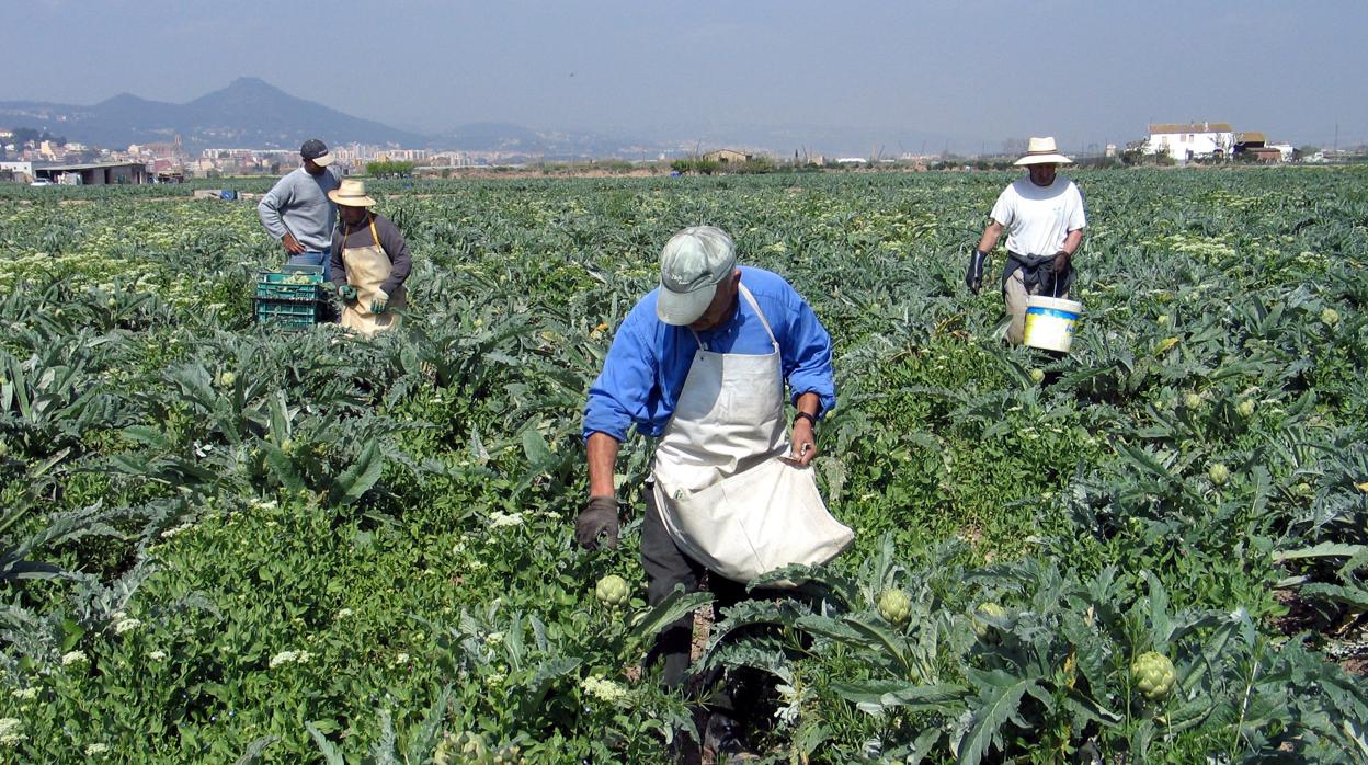 Trabajadores, en plena faena, en un campo de cultivo de Córdoba