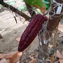 Fruto de cacao en desarrollo cultivado en la provincia de Málaga