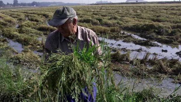 A final de semana se habrá recolectado casi el 100% del arroz