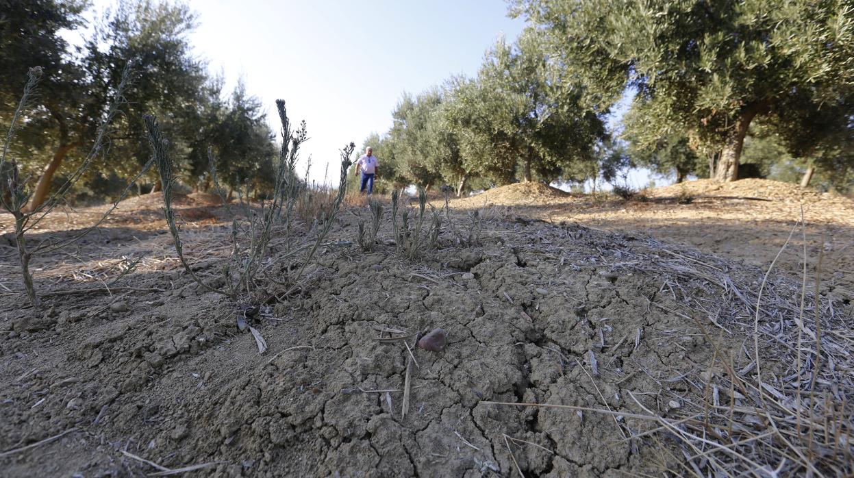 Los agricultores y ganaderos siguen mirando al cielo