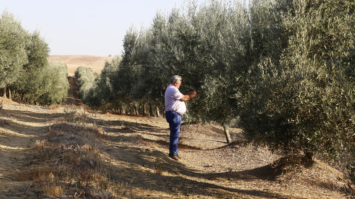 Los agricultores españoles han recibido más de 4.116 millones de euros de las ayudas de la PAC