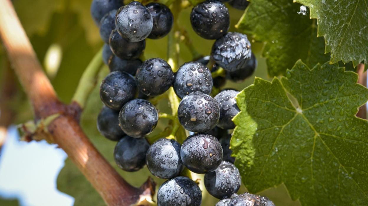 Cuando la innovación sostenible se cultiva recuperando uvas ancestrales