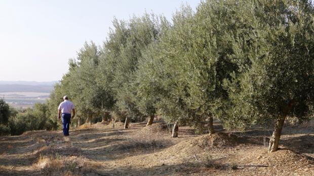 Las exportaciones de aceite de oliva a EE.UU. se hunden un 60% por los aranceles