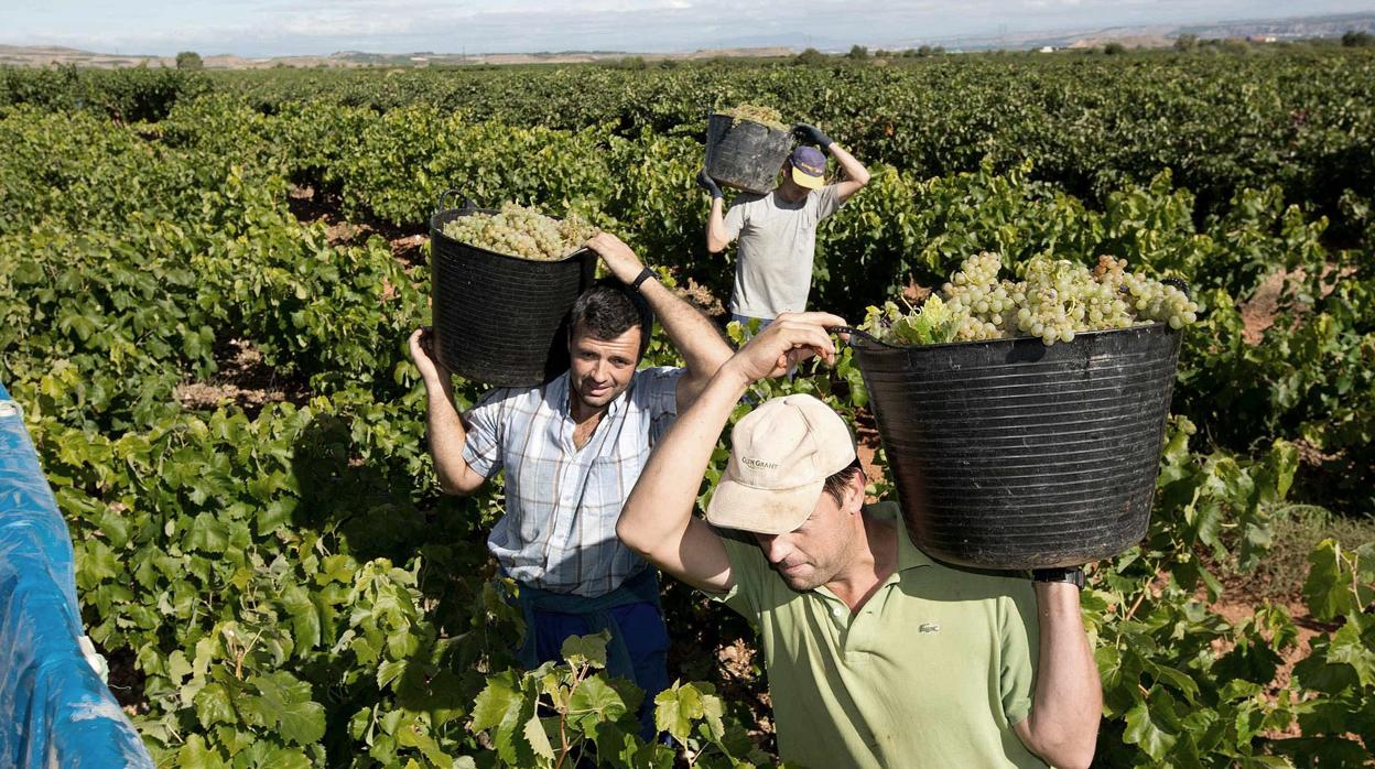 Varios jornaleros vendimiando en una finca en La Rioja