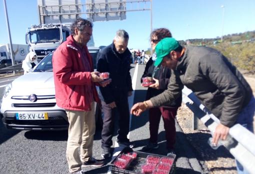 Los agricultores reparten fresas