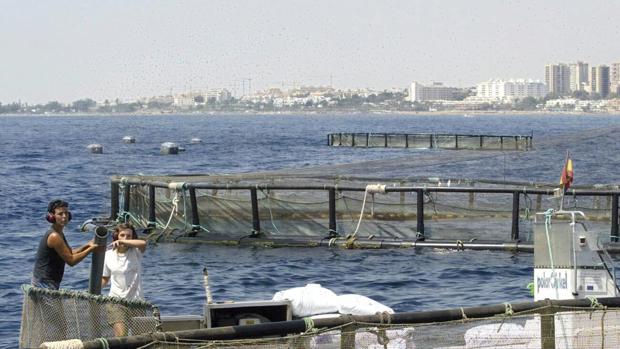 La acuicultura andaluza genera 8.000 toneladas de pescado cada año