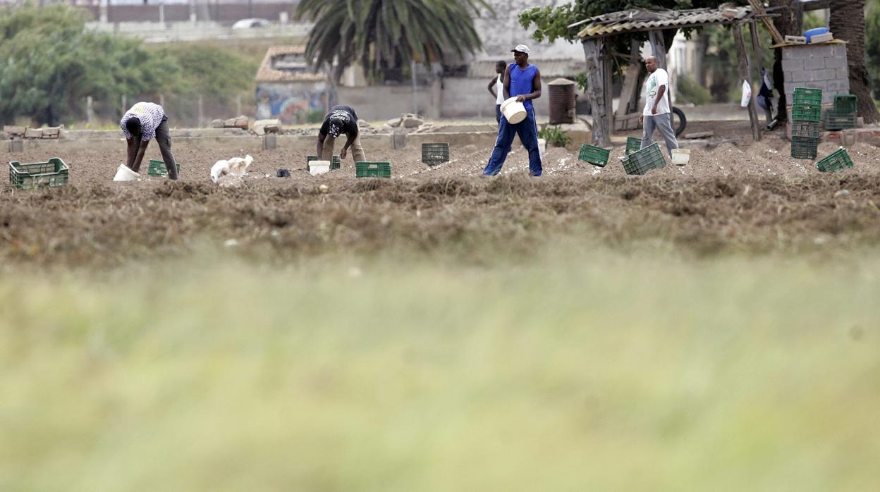 Muchos jornaleros no tienen vehículos ni carné de conducir