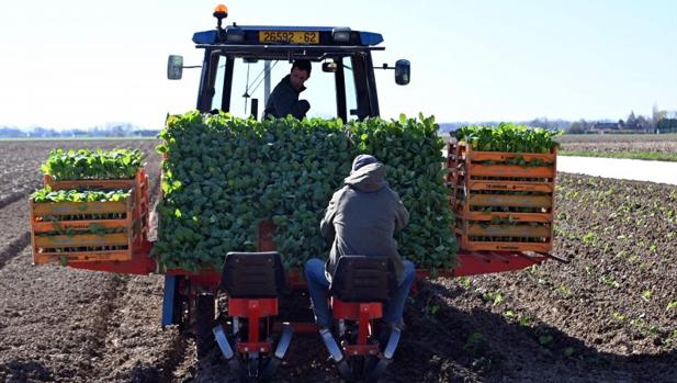 El Gobierno francés propone a los parados e independientes volver al campo a trabajar