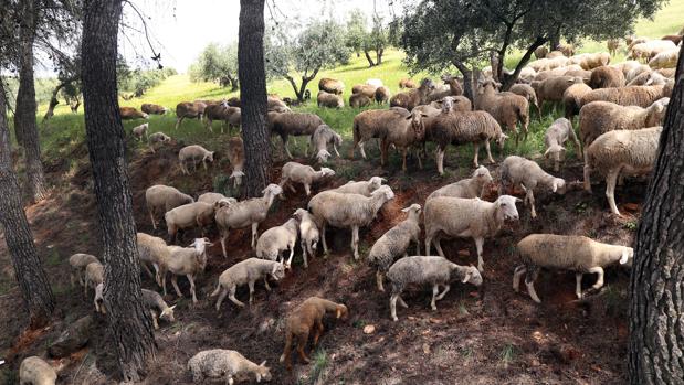 Agricultura prepara más ayudas para los ganaderos de ovino y caprino afectados por el cierre de la hostelería