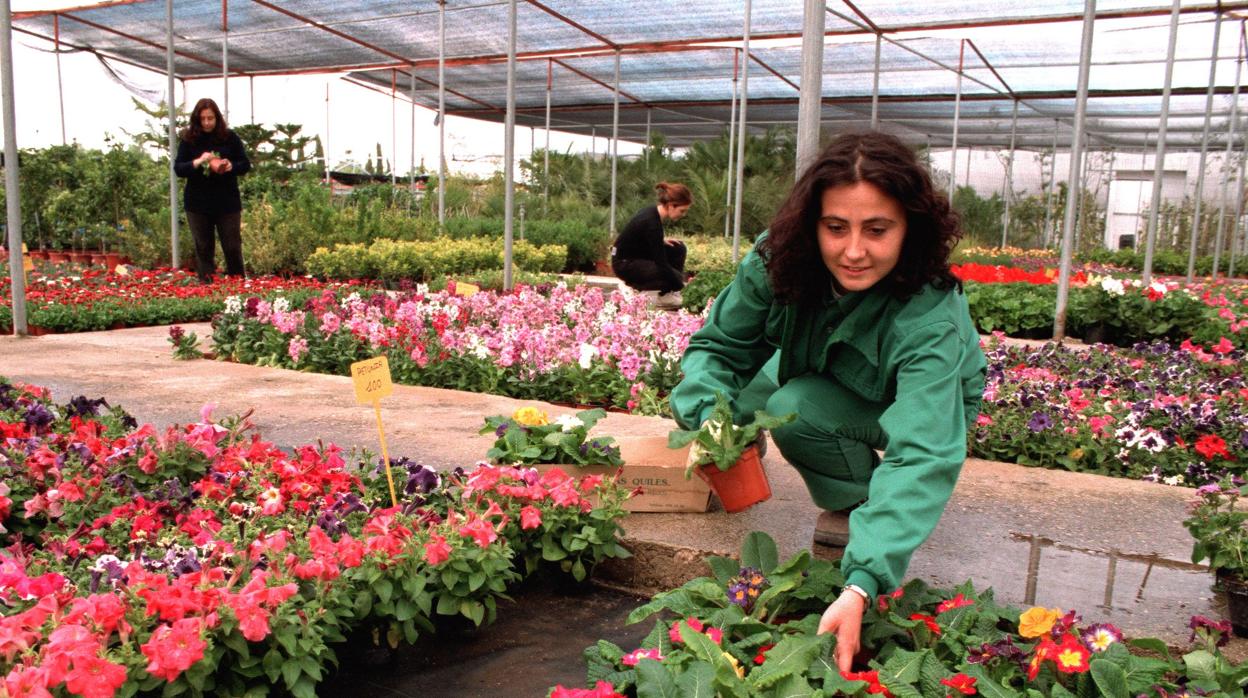 Los floricultores aseguran que no pueden hacer frente a la declaración de la Renta porque sus ingresos se han cortado con el cierre de establecimientos