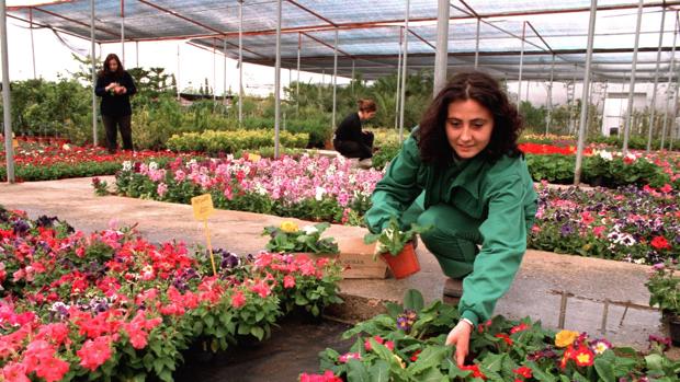 El sector de la flor pide reanudar en España la venta, como ocurre en Alemania y Holanda