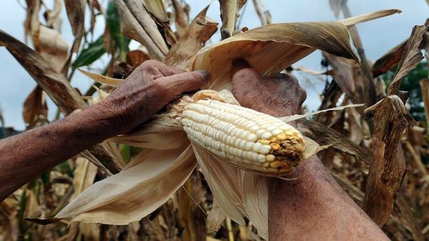 Análisis: El coronavirus y «las cosas del comer»