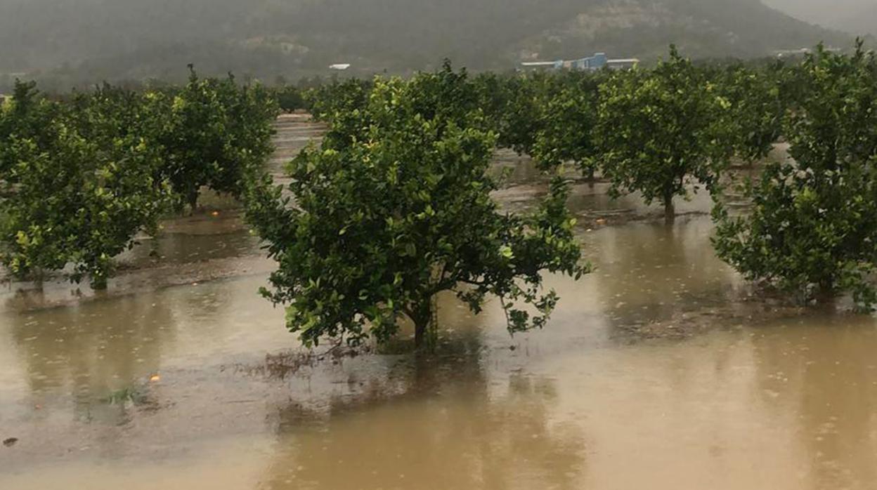 Campos de naranjos inundados en la región valenciana