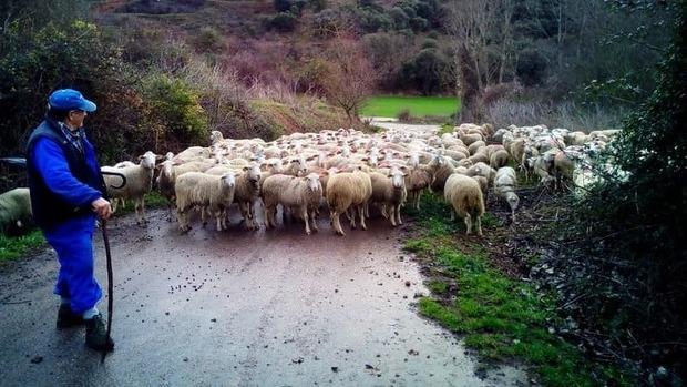 Las ayudas estatales al ovino-caprino dejarán fuera a muchos ganaderos