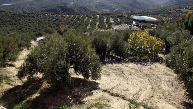 La Xylella fastidiosa, la gran amenaza del olivar europeo