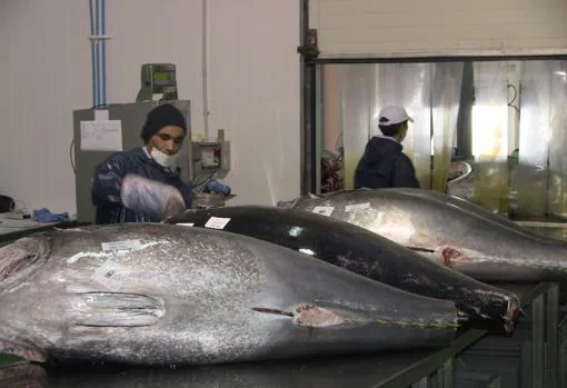 Un ejemplar de atún rojo puede llegar a pesar hasta 700 kg