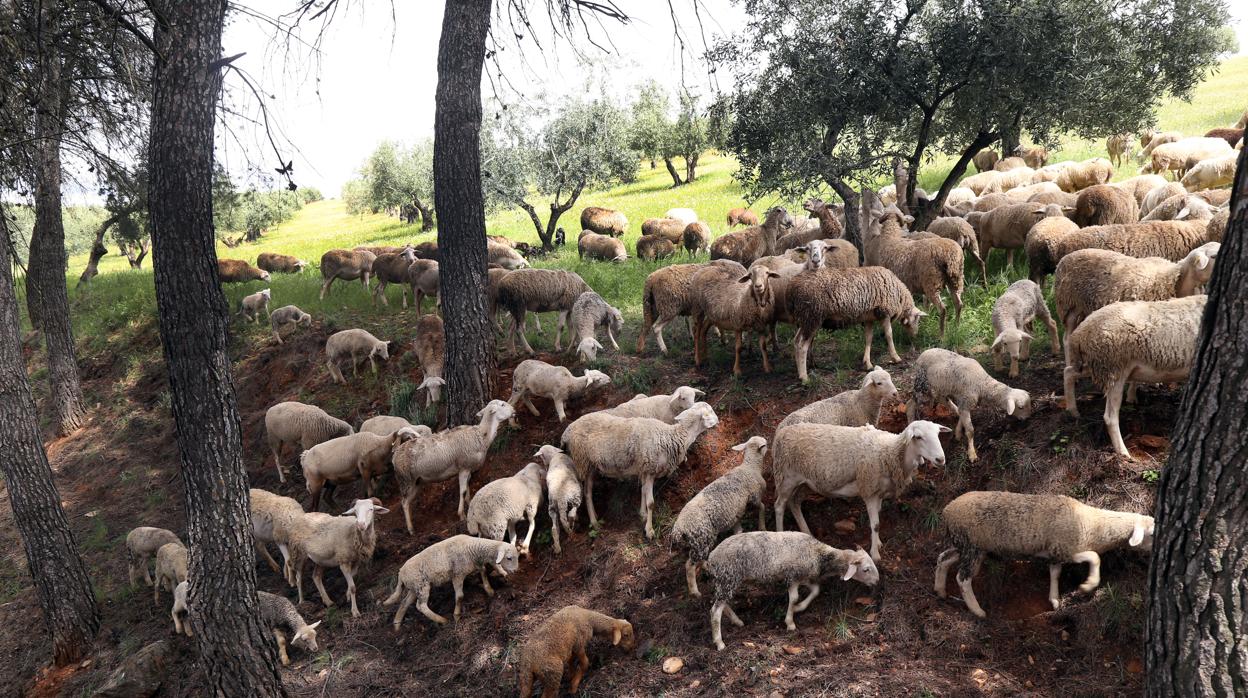 Agricultura da luz verde al decreto de ayudas al sector del caprino ovino