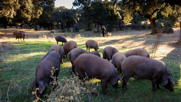 La Unión Europea no contempla activar ayudas para el sector porcino