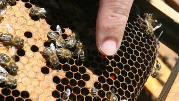 Los agricultores critican que el nuevo etiquetado de la miel no incluirá los porcentajes de procedencia