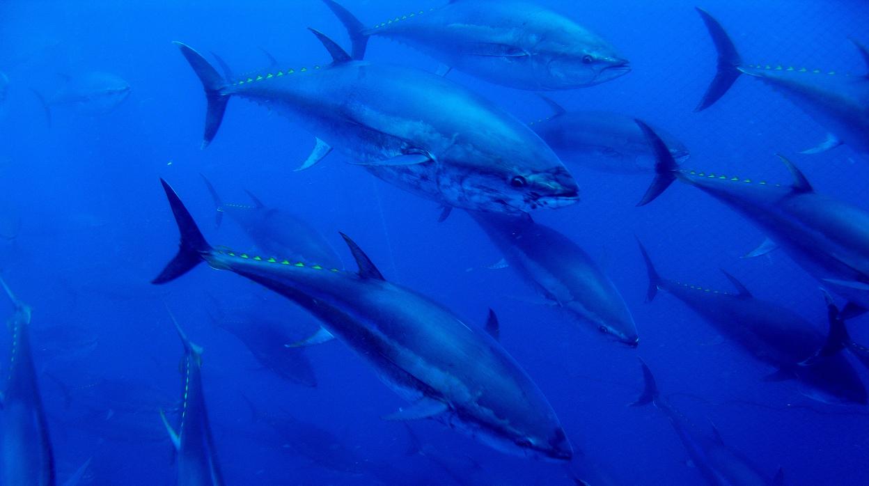 El atún rojo hace las delicias de grandes chefs, que aprecian sus muchas cualidades (Omega 3, ácidos grasos, ...) y su carne melosa