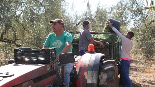 Aumentan los desempleados del sector agrícola en el mes de junio