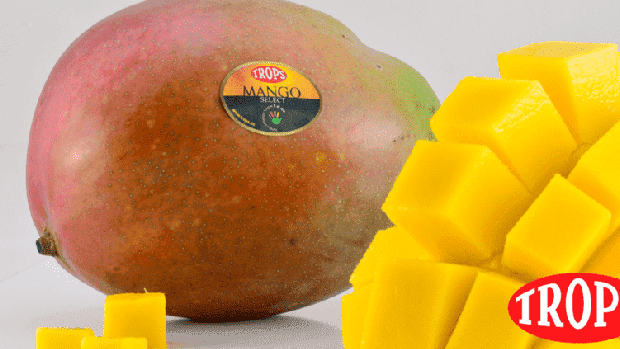 Málaga: Trops lanza una oferta de 350 empleos para la nueva campaña de mango