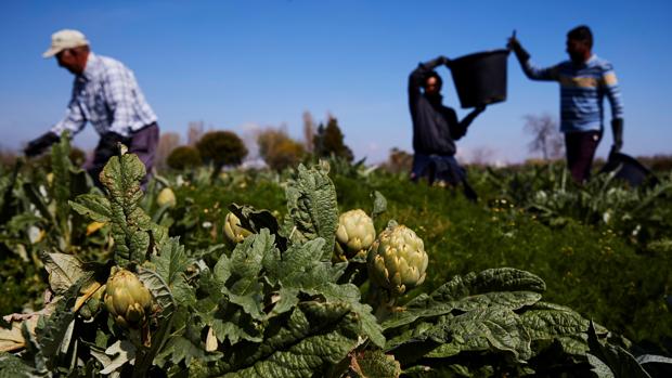 Las organizaciones agrarias denuncian un «tijeretazo» en la nueva PAC