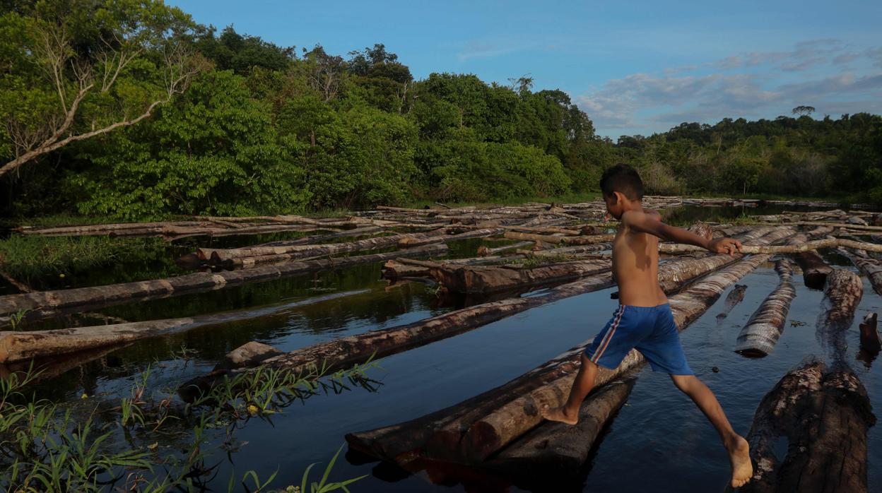 Las alertas de deforestación en la Amazonía brasileña han aumentado un 25% en el primer semestre de 2020