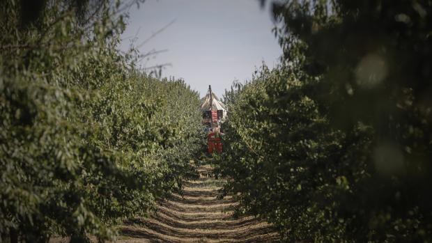 La caída de los precios no desinfla el «boom» del almendro en Andalucía