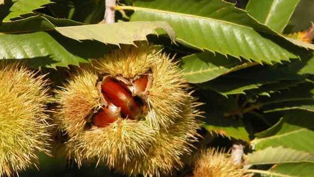 Arranca la campaña de la castaña en Andalucía con la recogida de las variedades más tempranas