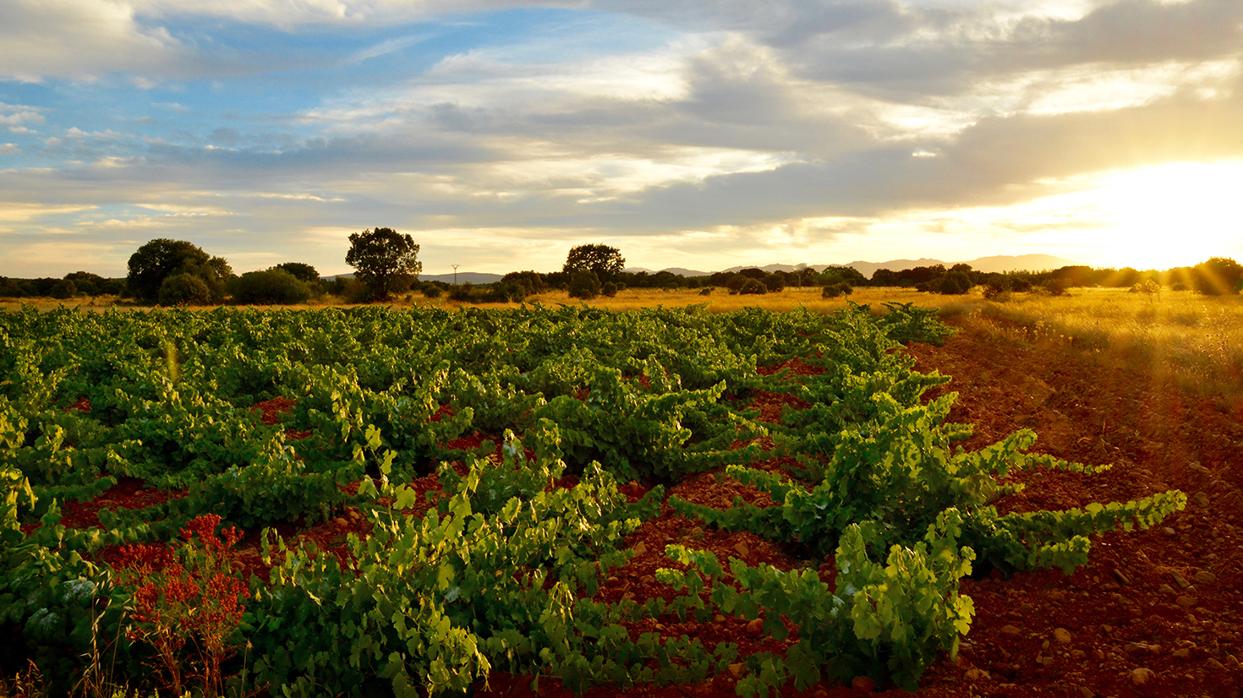 La cosecha de incertidumbre del vino español