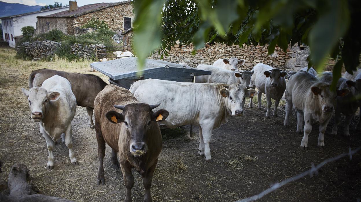 La carne de vacuno es un sector muy vinculado con la restauración y la hostelería