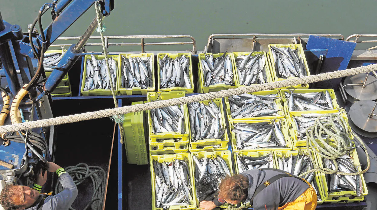 El sector pesquero pide que los productos del mar tengan un 4% de IVA para aliviar el impacto del Covid