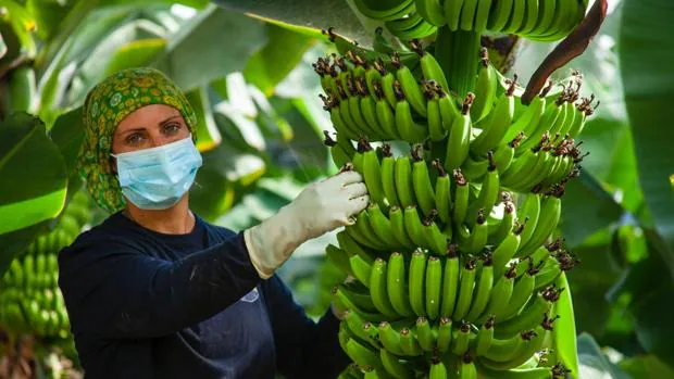 El sector del plátano, pendiente de la UE, para salvar el medio de vida de más de 15.000 familias en Canarias