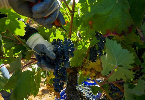 «Las ventas de Ribera de Duero caen un 20% por las restricciones de los bares»