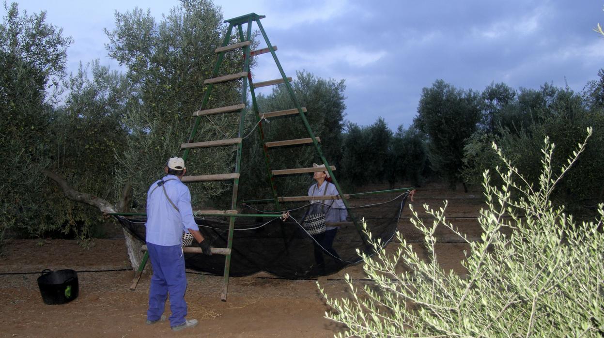 Trabajadores recogen aceitunas durante la campaña del verdeo en la provincia de Sevilla