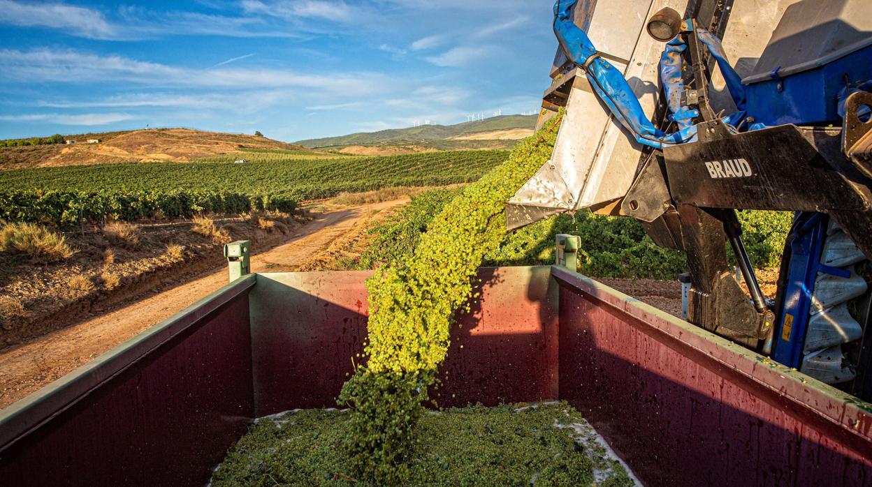 El vino se sube al carro de la digitalización