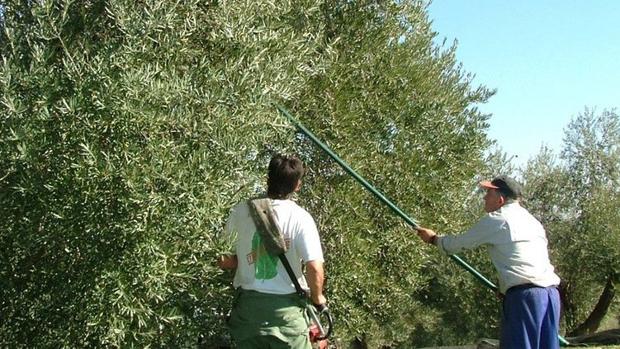 Análisis: Plena actividad en los olivares y almazaras españolas