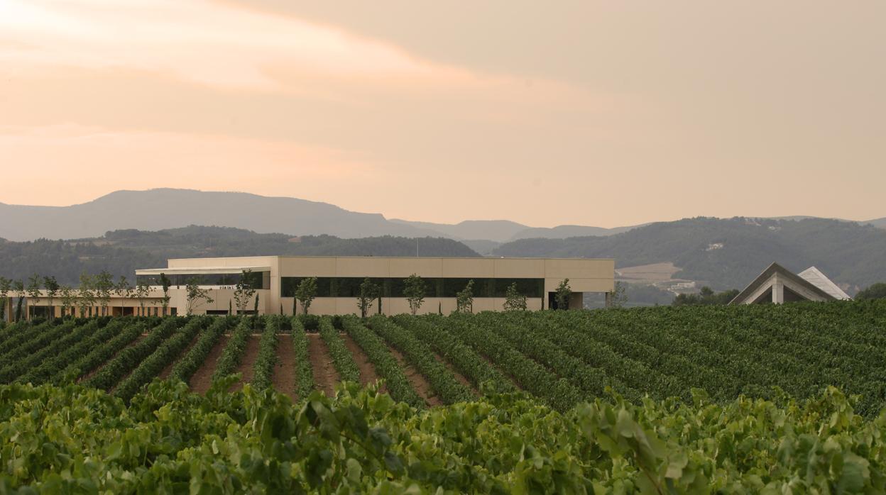 Viñedo de cava de la bodega Vilarnau