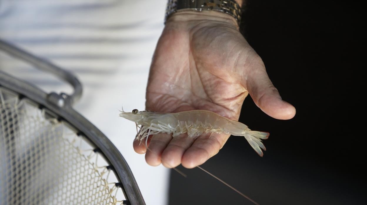 La variedad cultivada es originaria de Centroamérica