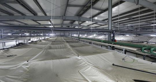 La nave de Medina, con algunos de sus tanques de cría