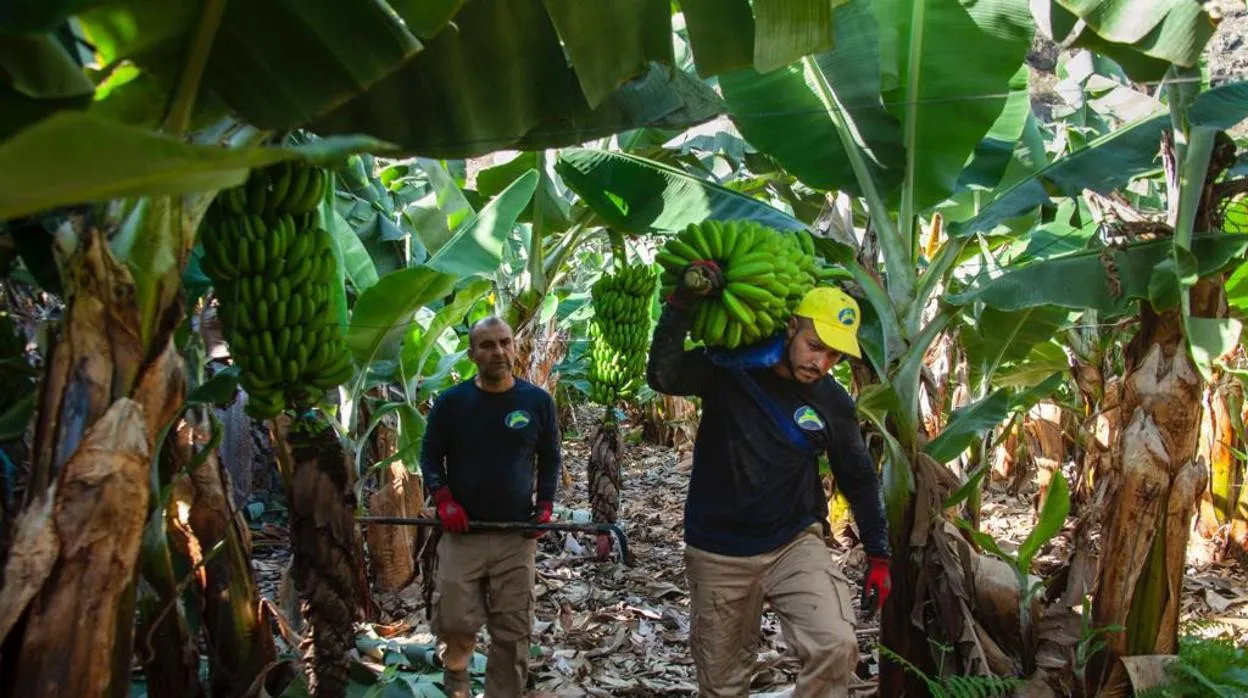 David contra Goliat: El sector platanero lucha por flexibilizar la Ley para ganar la batalla a la banana