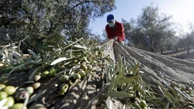 Fin a la crisis oleícola: el olivar vuelve a ser rentable