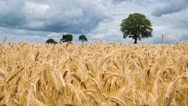 Análisis: «Los precios del pienso tensionan la producción de carne»