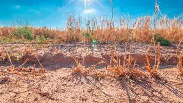 Análisis:«La de cal y la de arena: Incertidumbre climática y volatilidad alcista»