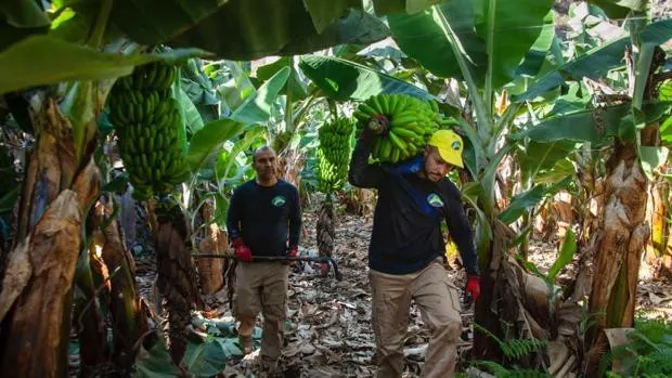 'Guerra del plátano': Los productores denuncian ante Bruselas la reforma de la Ley de la Cadena