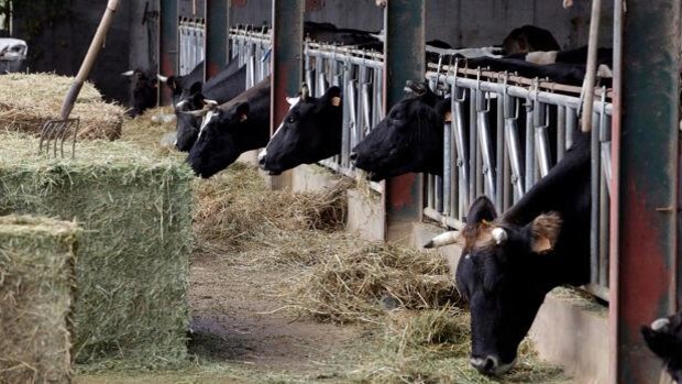 Los ganaderos producen leche por debajo de costes desde 2018 y pierden 500.000 euros al día