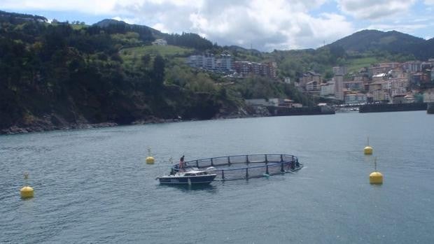 La acuicultura echa las redes en un rico caladero de innovación