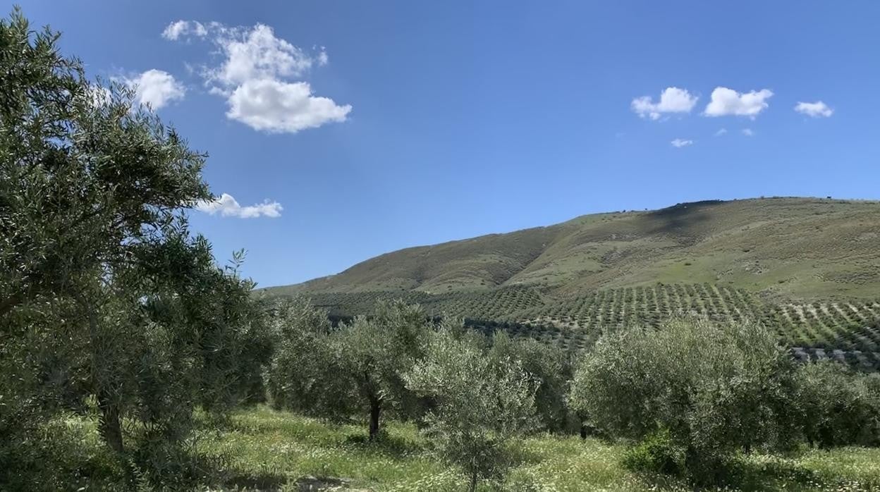 Olivares de la empresa familiar de Jaén Castillo de Canena